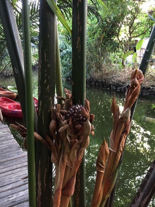 Baan Glangsuan Bang Kobua Hotell Bang Chak Exteriör bild